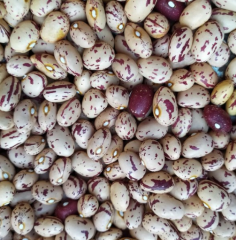 Samen Stangenbohne Bird Egg Horticultura